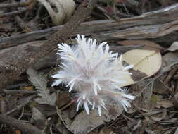 Image of Ptilotus manglesii