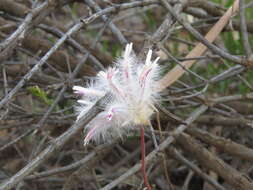 Image of Ptilotus manglesii