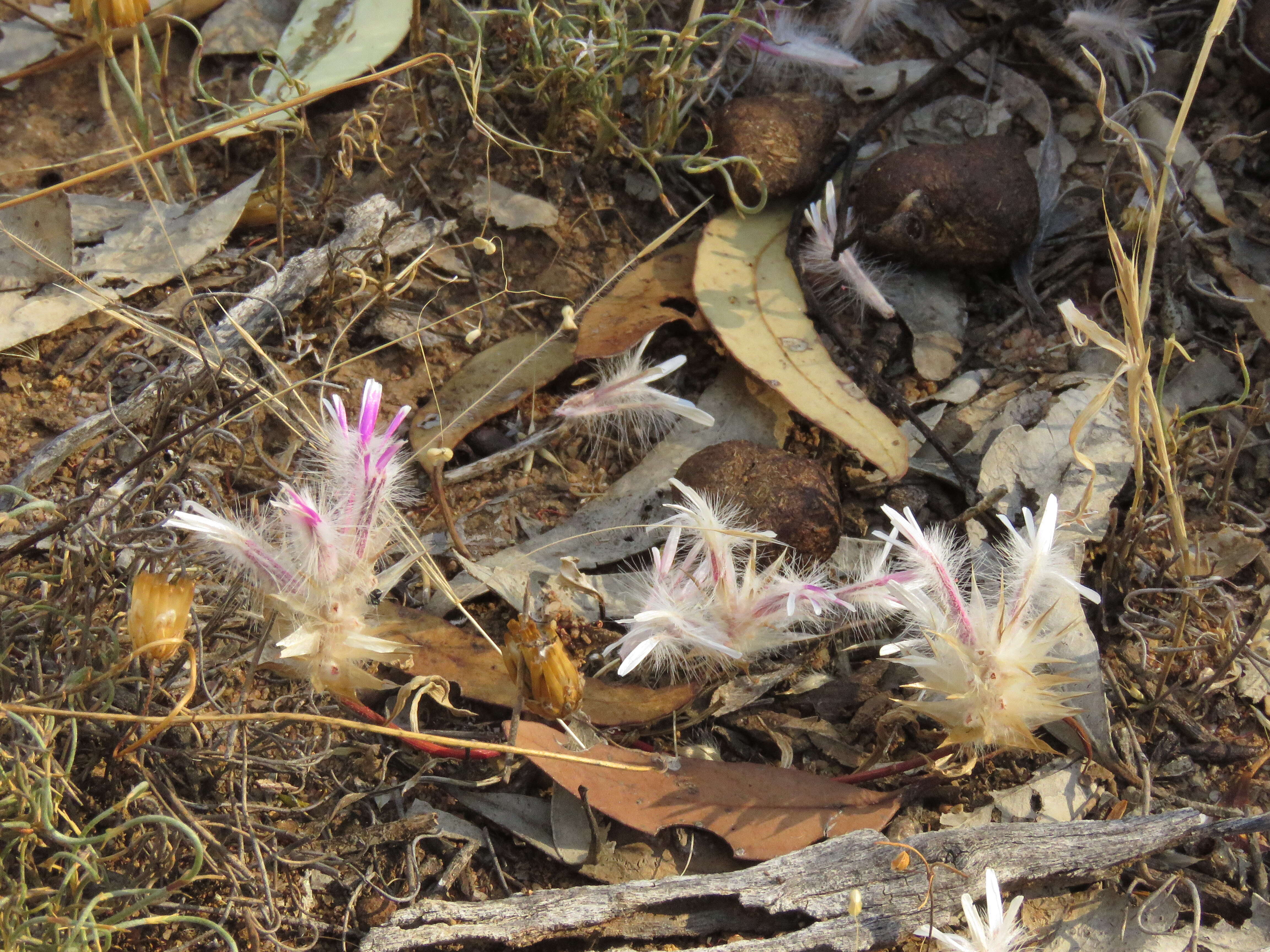 Image of Ptilotus manglesii