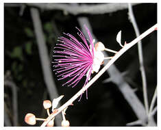 Image de Capparis zeylanica L.