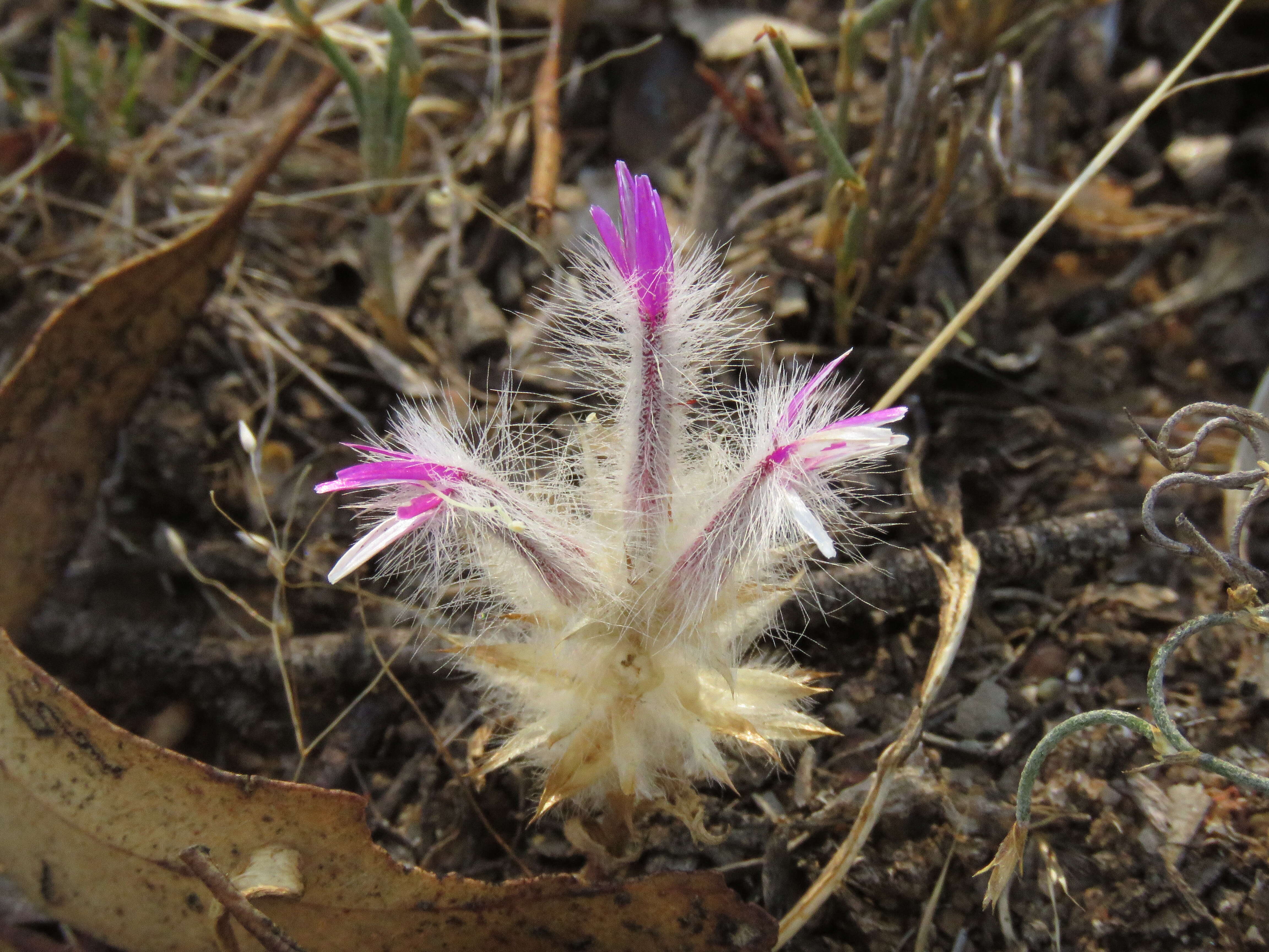 Image of Ptilotus manglesii