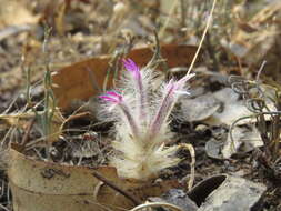 Image of Ptilotus manglesii