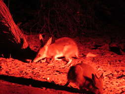 Image of rabbit-bandicoots