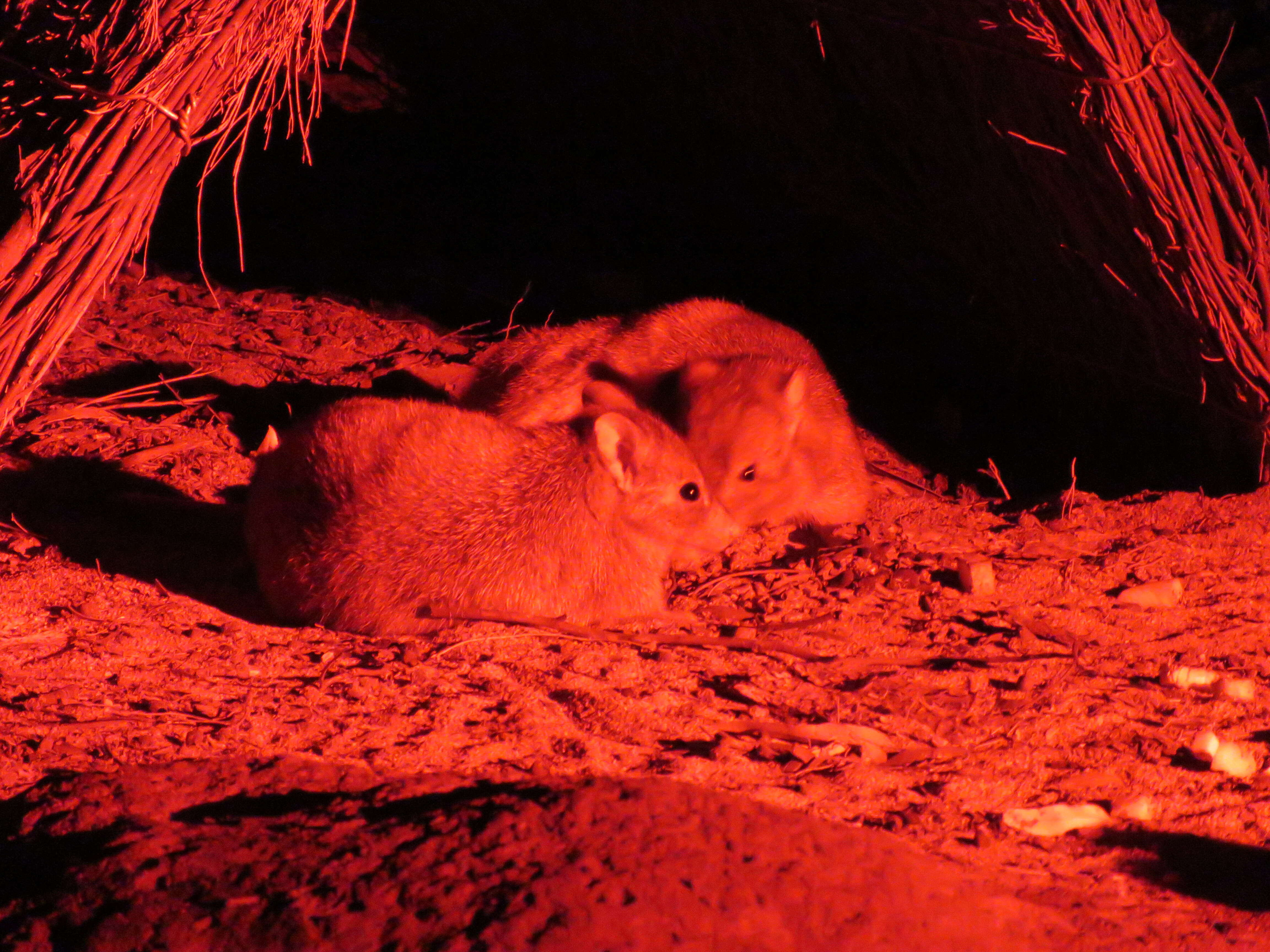 Sivun Bettongia lesueur (Quoy & Gaimard 1824) kuva