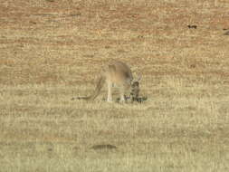 Macropus fuliginosus (Desmarest 1817) resmi