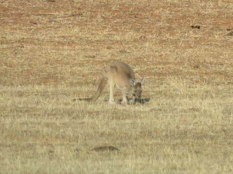 Image of Kangaroo Island Western Grey Kangaroo