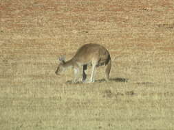 Macropus fuliginosus (Desmarest 1817) resmi