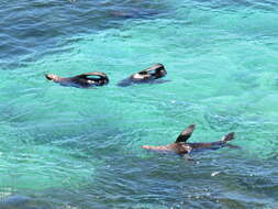 Image of Antipodean Fur Seal