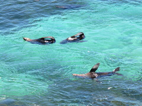 Image of Antipodean Fur Seal