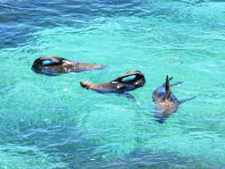 Image of Antipodean Fur Seal