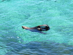 Image of Antipodean Fur Seal