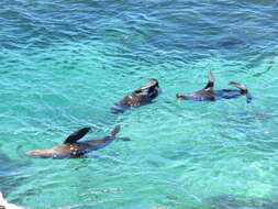 Image of Antipodean Fur Seal