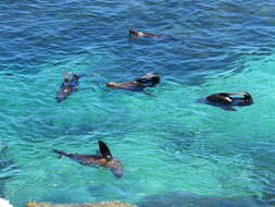 Image of Antipodean Fur Seal