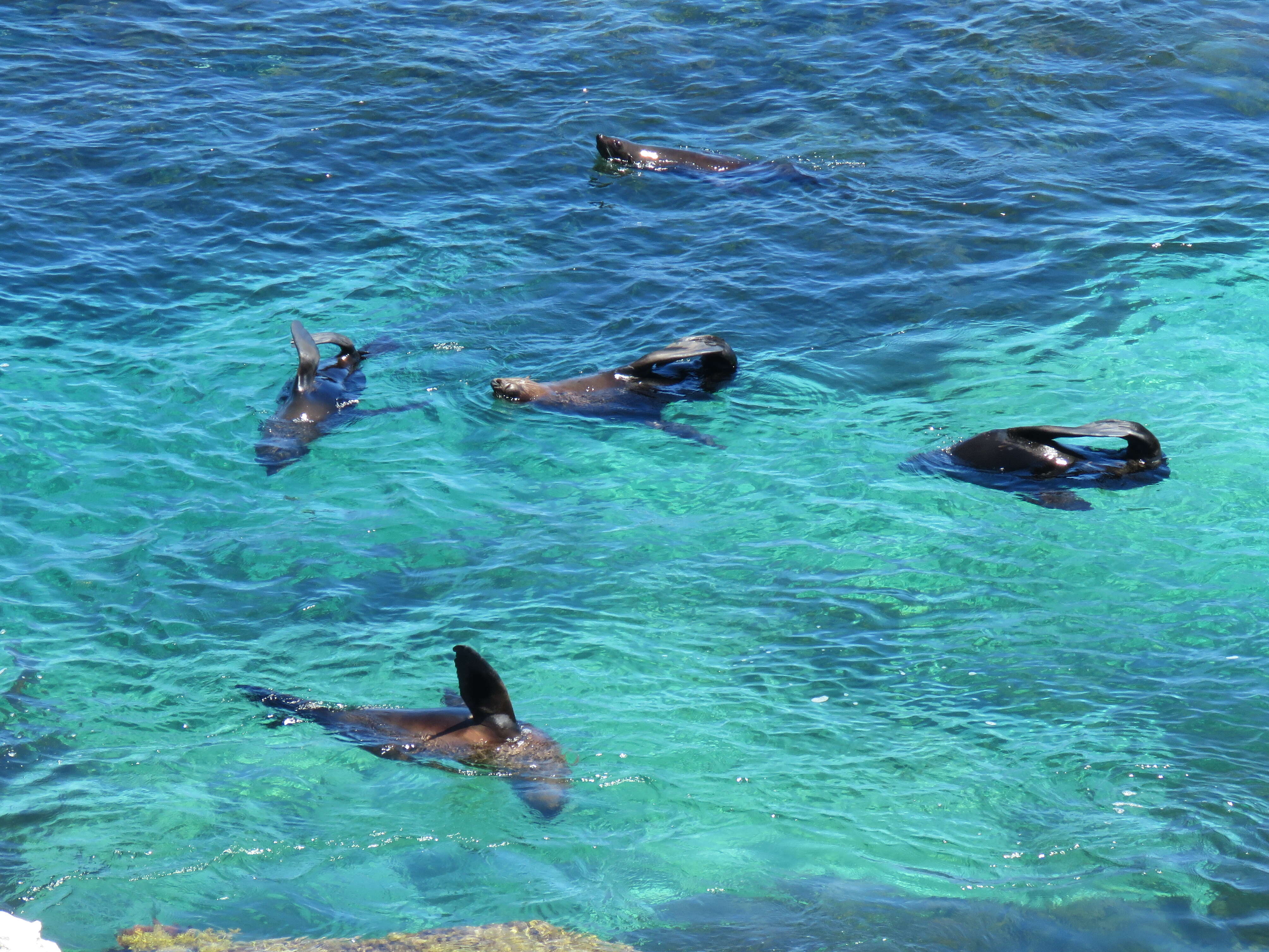 Image of Antipodean Fur Seal