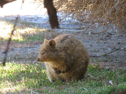 Image of Quokkas