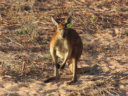 Image of Barrow Island Euro