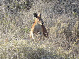 Image of Barrow Island Euro