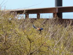 Image of Variegated Fairy-wren