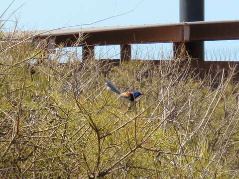 Image of Variegated Fairy-wren