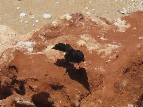 Image of Willie Wagtail