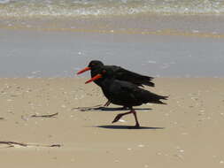 Image of Sooty Oystercatcher