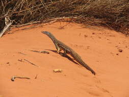 Image of Sand Monitor