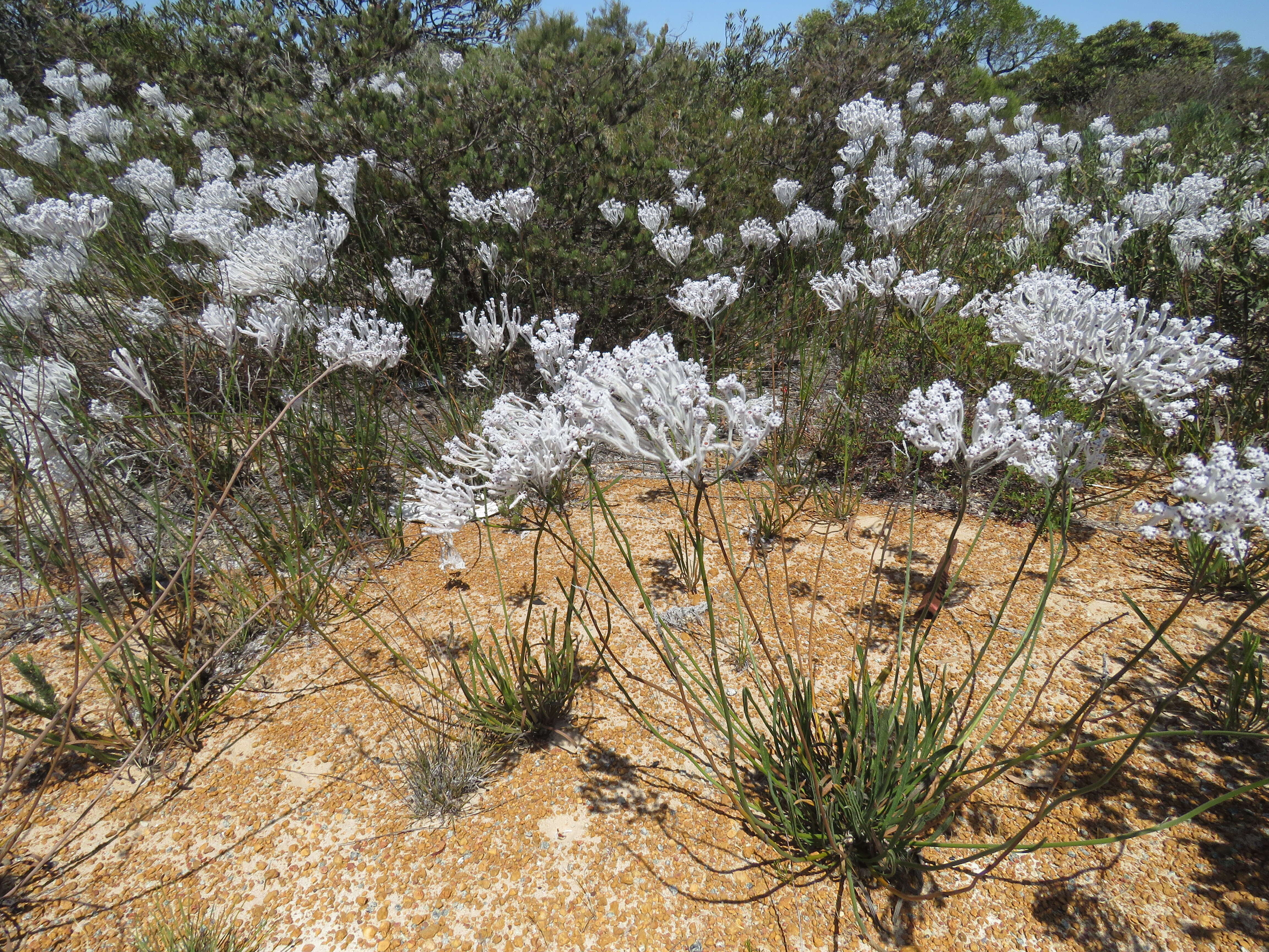 Image of Conospermum crassinervium Meissn.