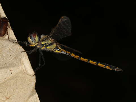 Image of Sentry Dragonfly