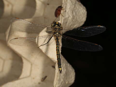 Image of Sentry Dragonfly