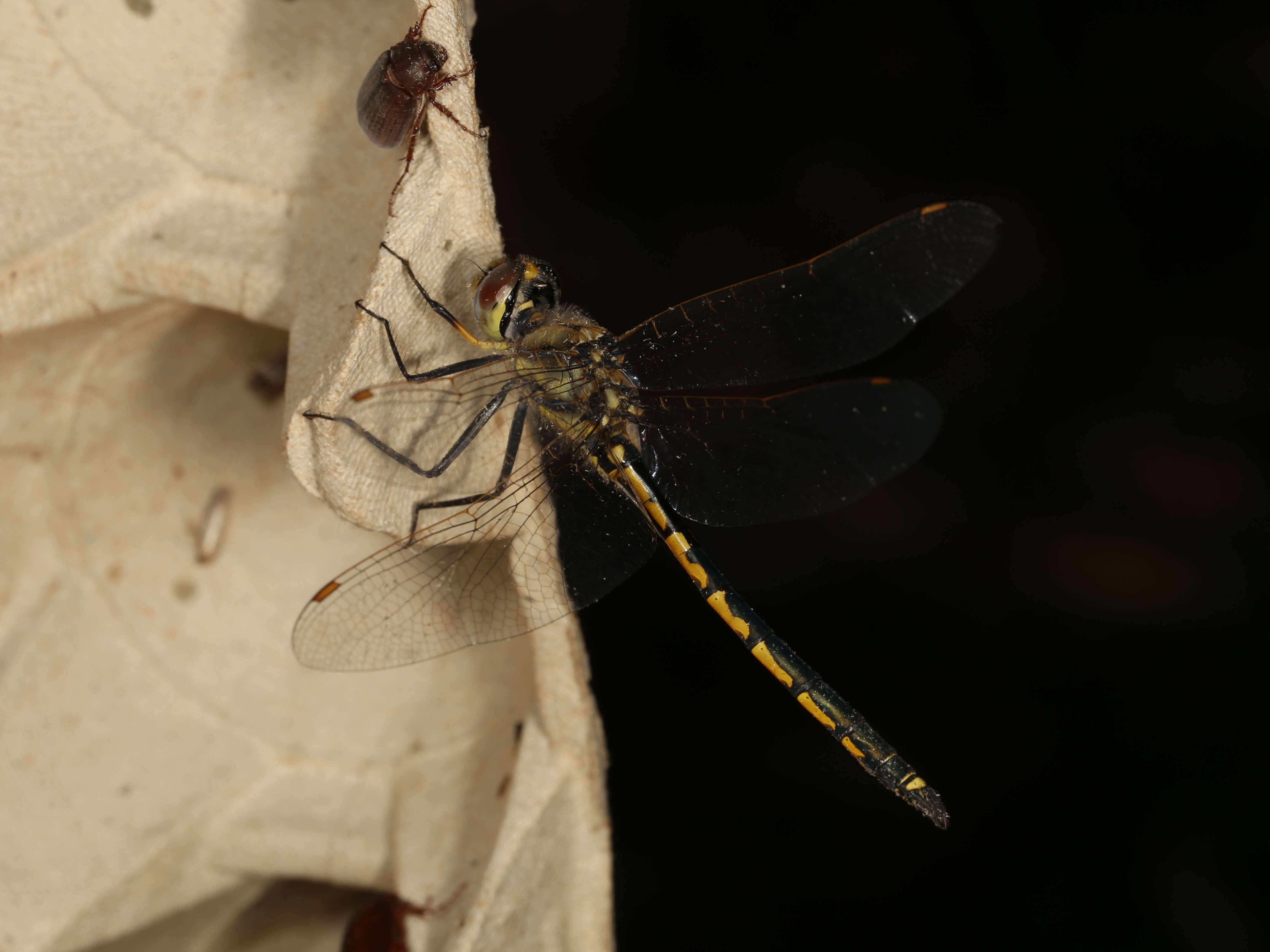 Sivun Hemicordulia australiae (Rambur 1842) kuva