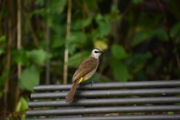 Image of Yellow-vented Bulbul