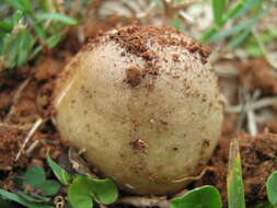 Image of Termitomyces umkowaan (Cooke & Massee) D. A. Reid 1975