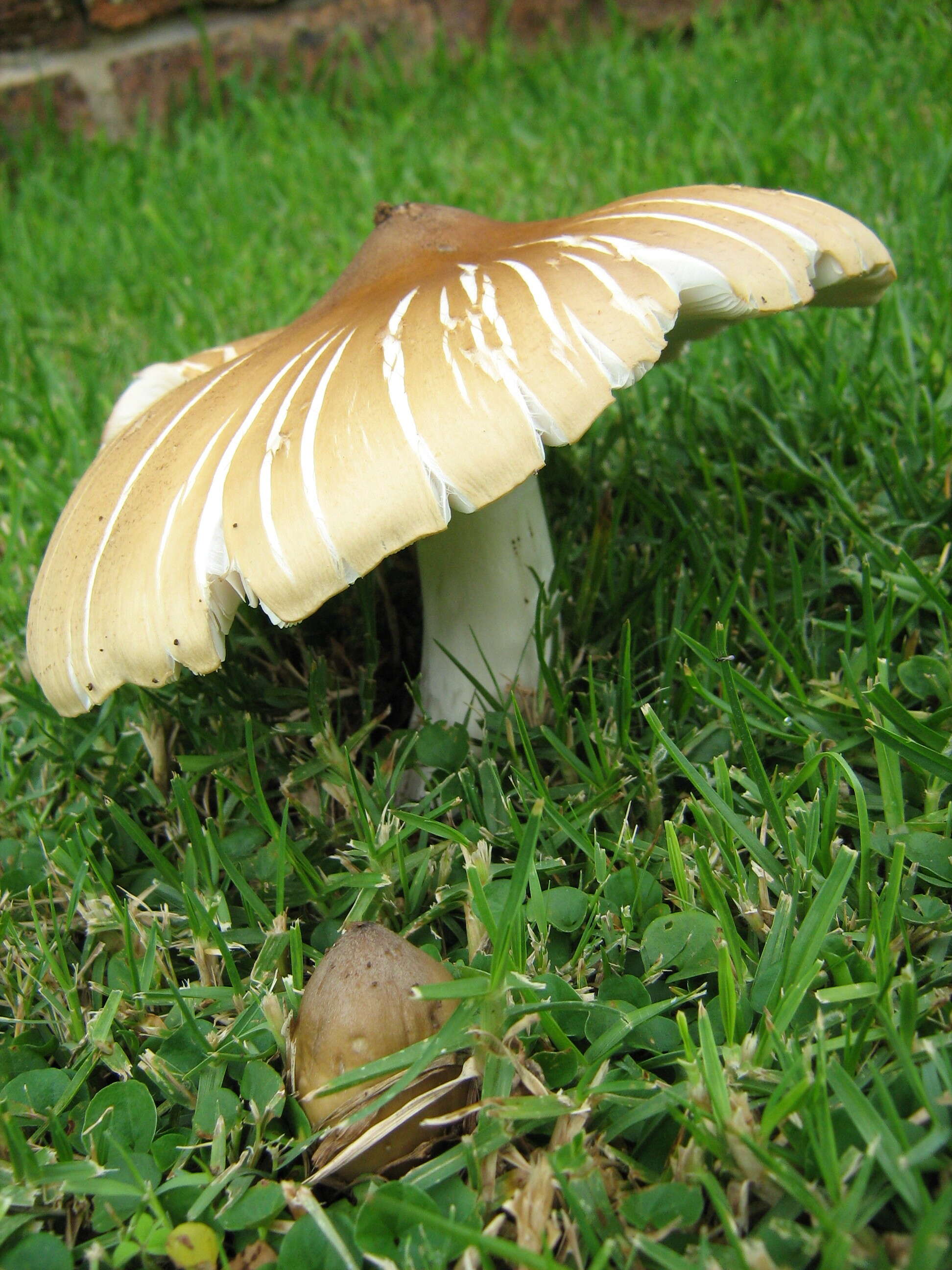 Image of Termitomyces umkowaan (Cooke & Massee) D. A. Reid 1975