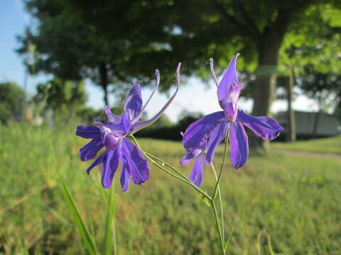 Image of forking larkspur