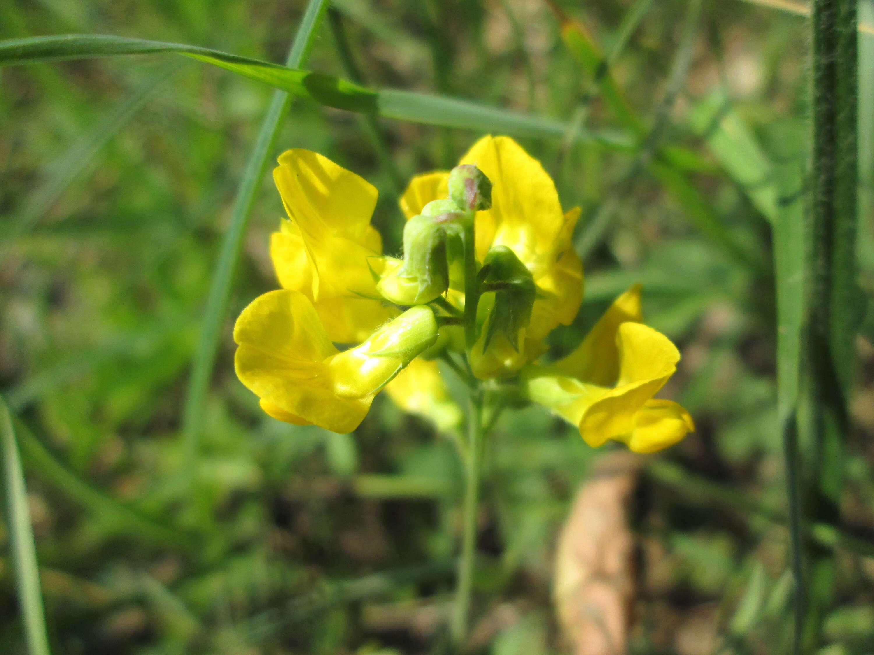 Слика од Lathyrus pratensis L.