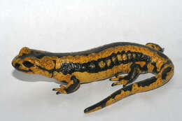 Imagem de Batrachochytrium salamandrivorans A. Martel, Blooi, Bossuyt & Pasmans 2013