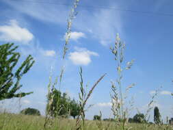 Image of Button Grass