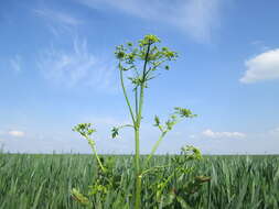 Image of wild parsnip