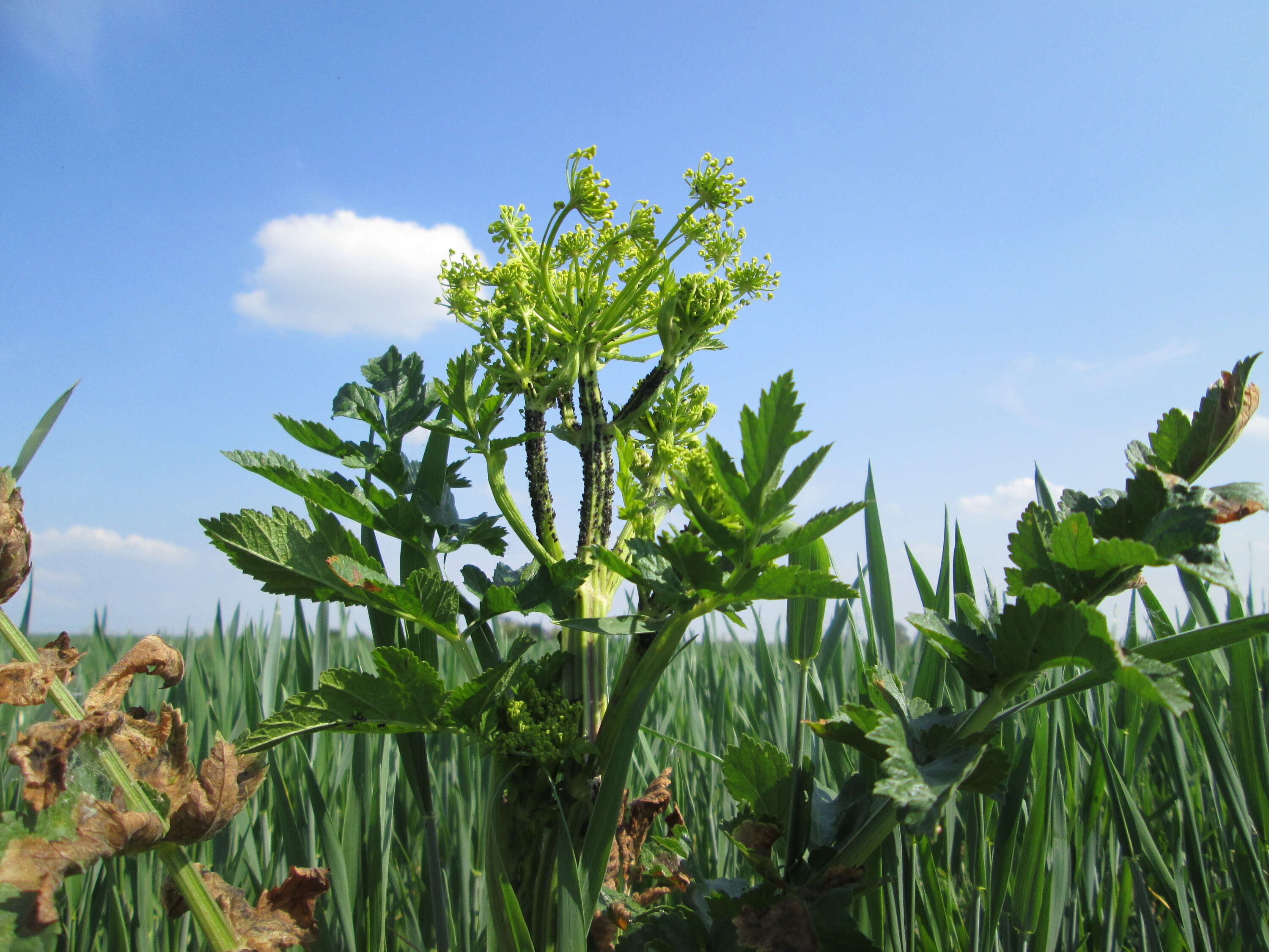 Image of wild parsnip