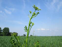 Image of wild parsnip