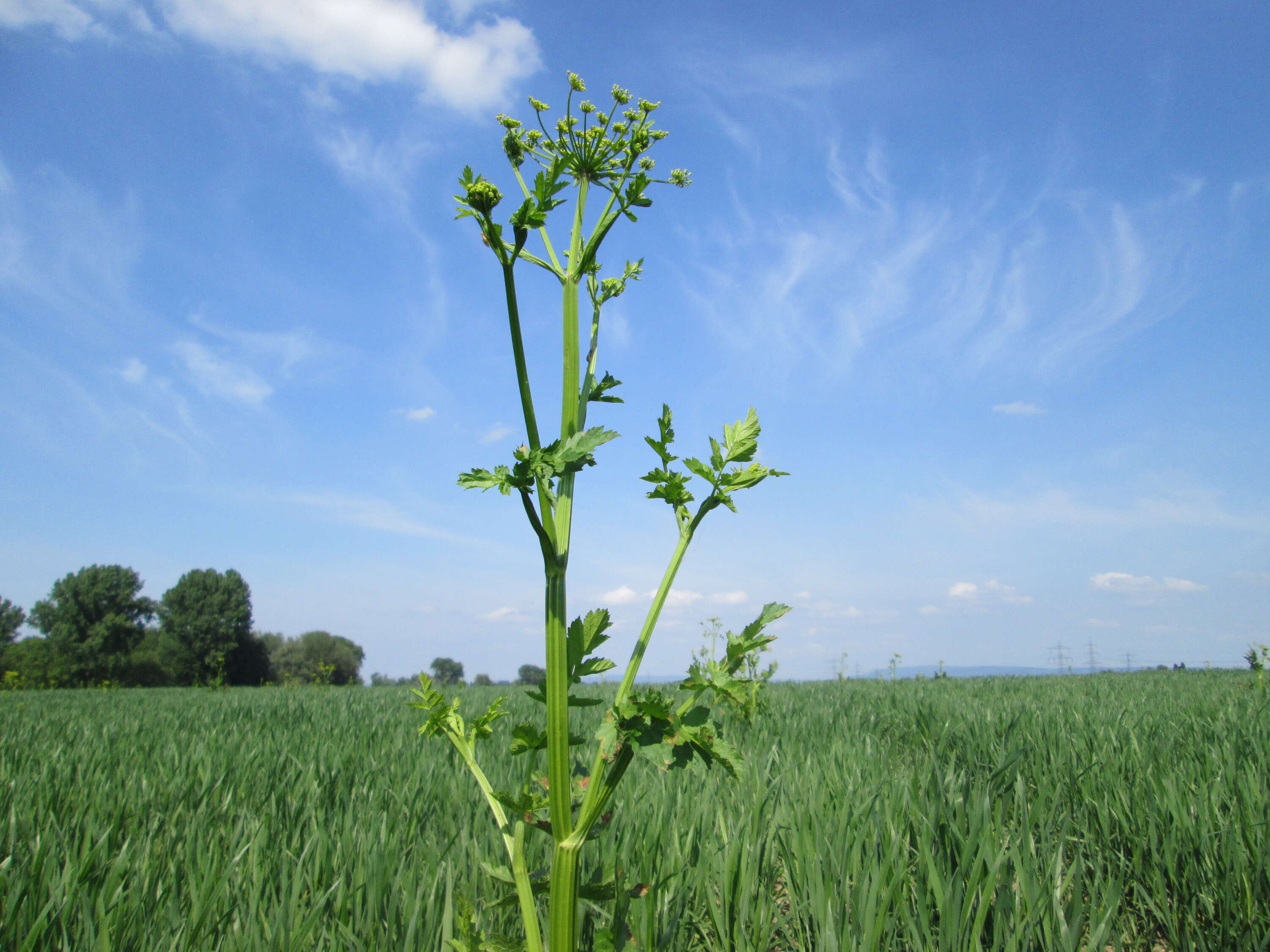 Image of wild parsnip