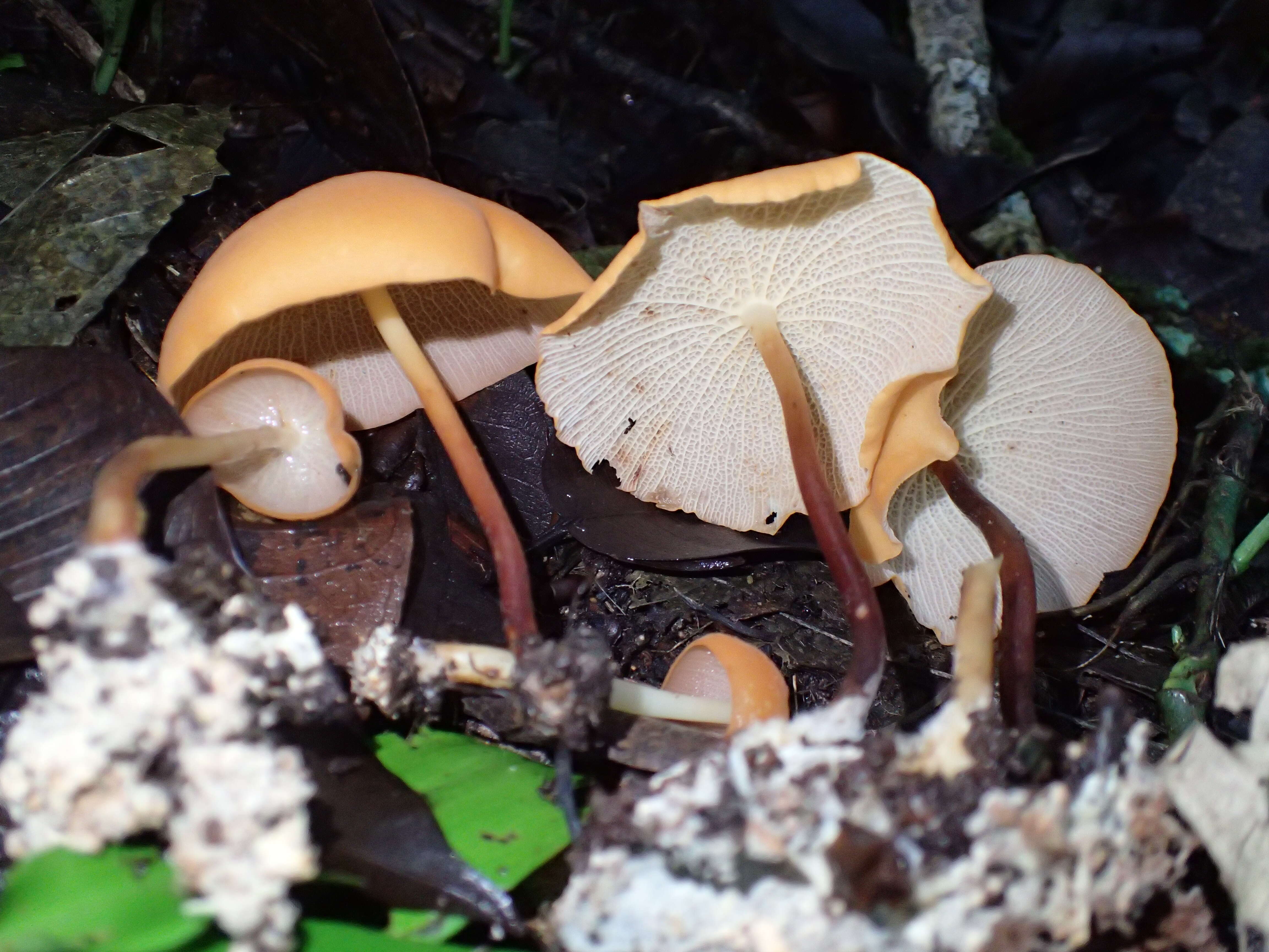 Image of Marasmius cladophyllus Berk. 1856