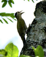 Picus xanthopygaeus (Gray, JE, Gray & GR 1847) resmi