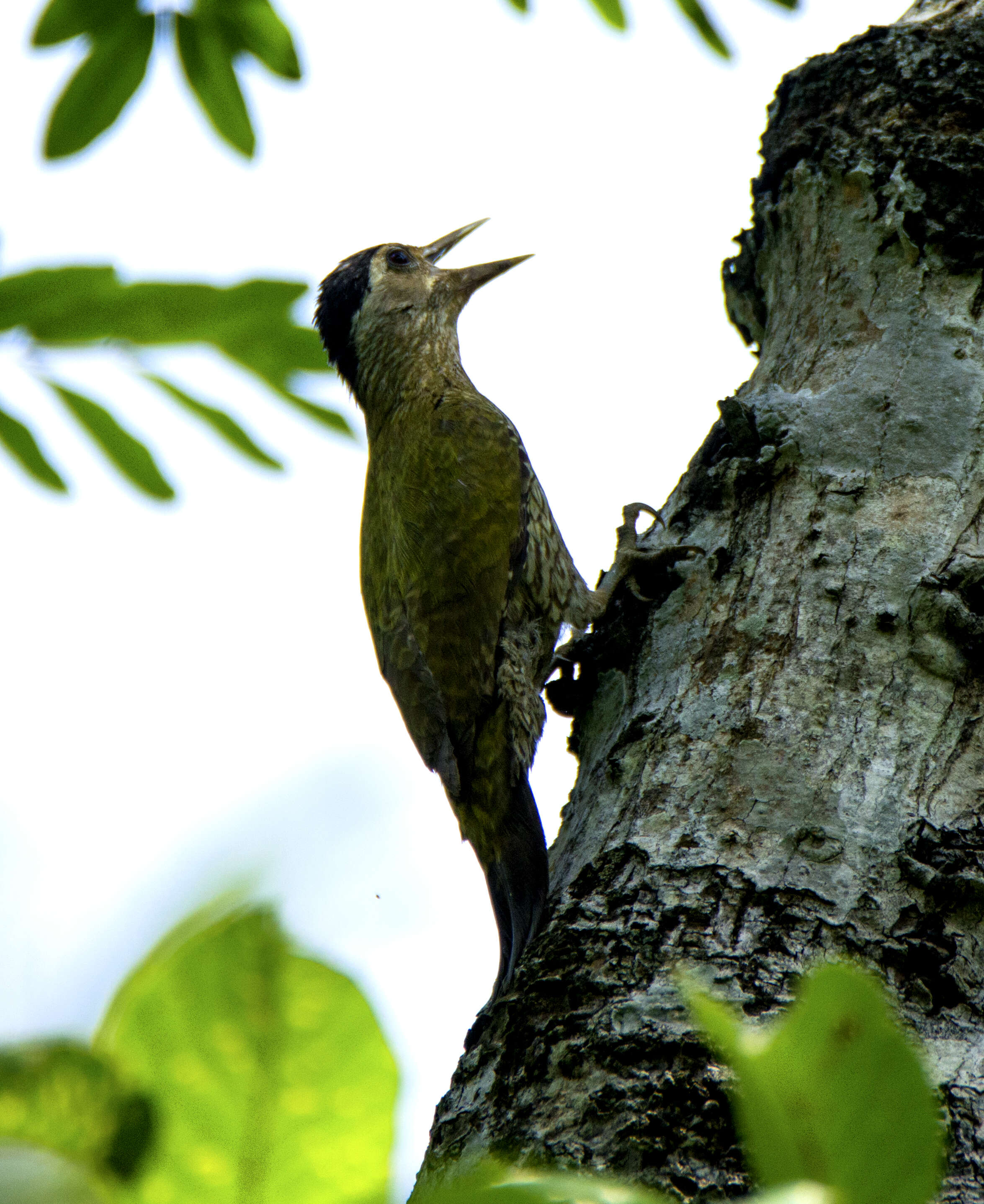 Image of Streak-throated Woodpecker