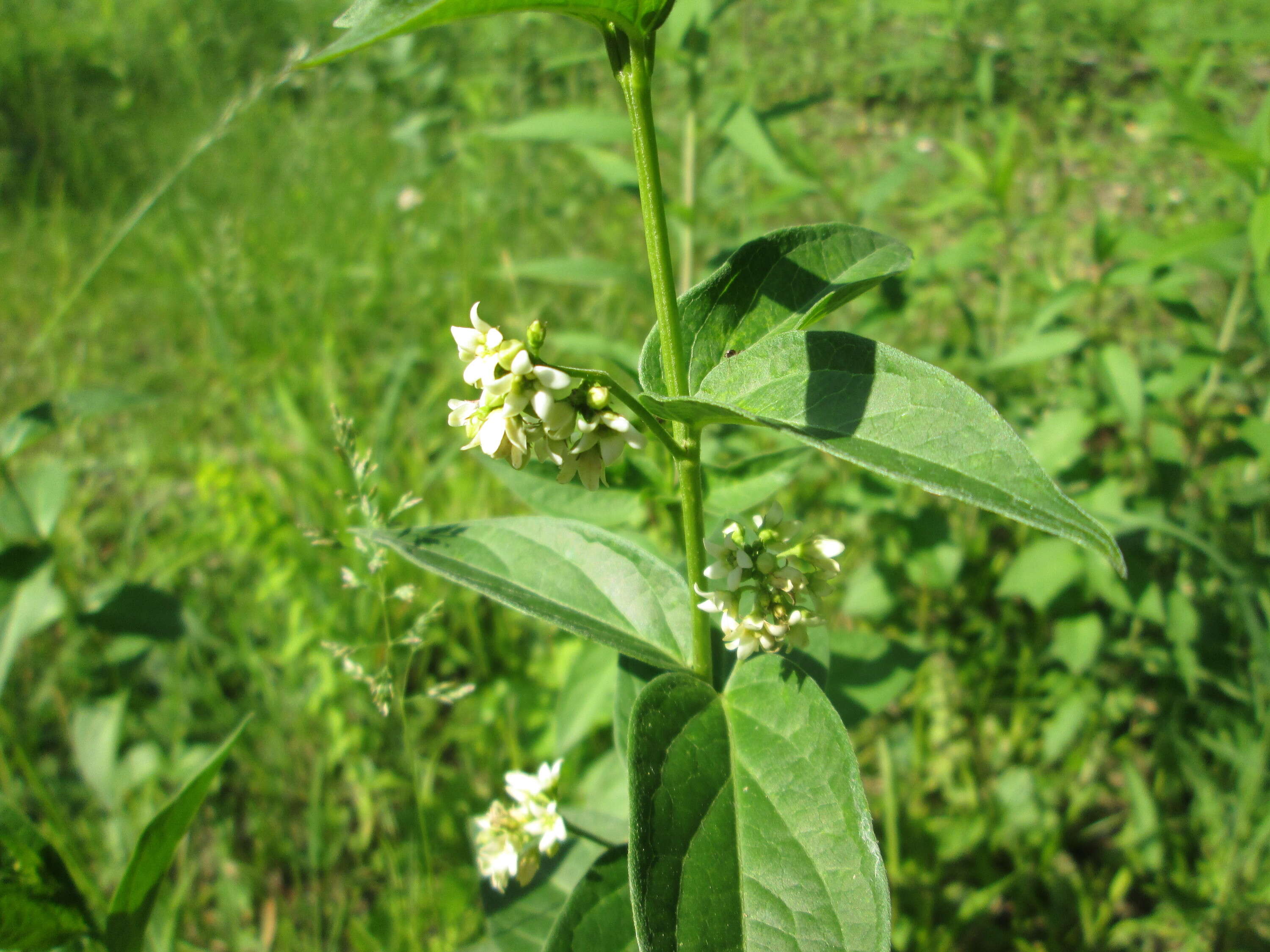 Image of common vincetoxicum