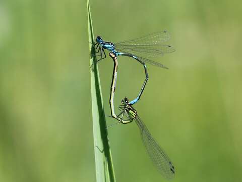 Imagem de Coenagrion pulchellum (Vander Linden 1825)