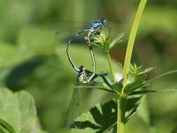 Imagem de Coenagrion pulchellum (Vander Linden 1825)