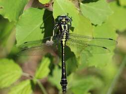 Image of Club-tailed Dragonfly