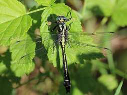 Image of Club-tailed Dragonfly