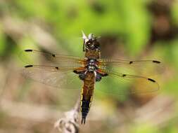 Image of Four-spotted Chaser